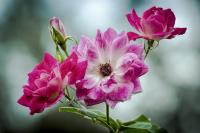 Many Stages of a Flower�